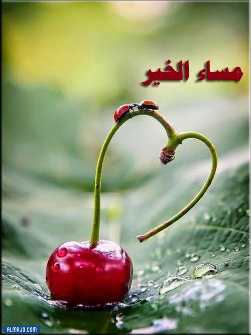 اجمل مجموعة رمزيات مساء الخير