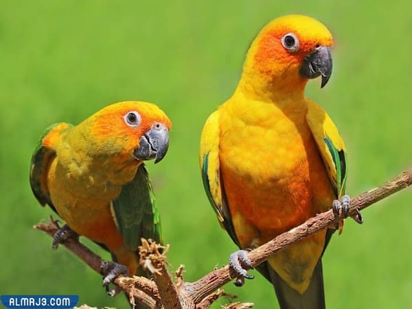 صور من حديقة الطيور بالطائف