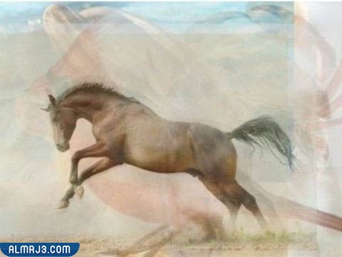 صورة الحصان والدولفين