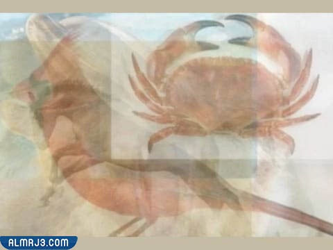 صورة العصفور والسلطعون