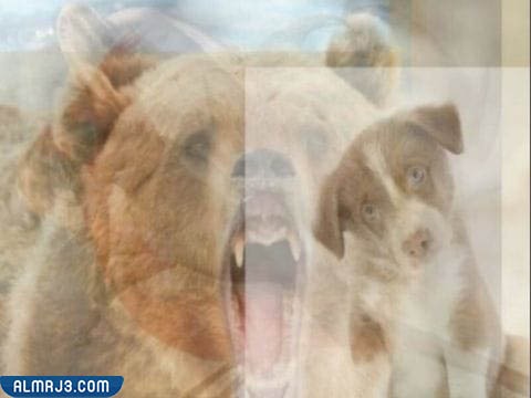 صورة الكلب والدب