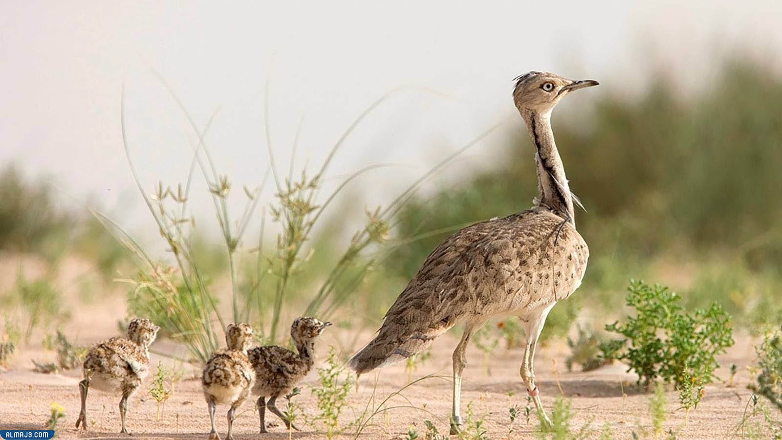 طائر الحبارى