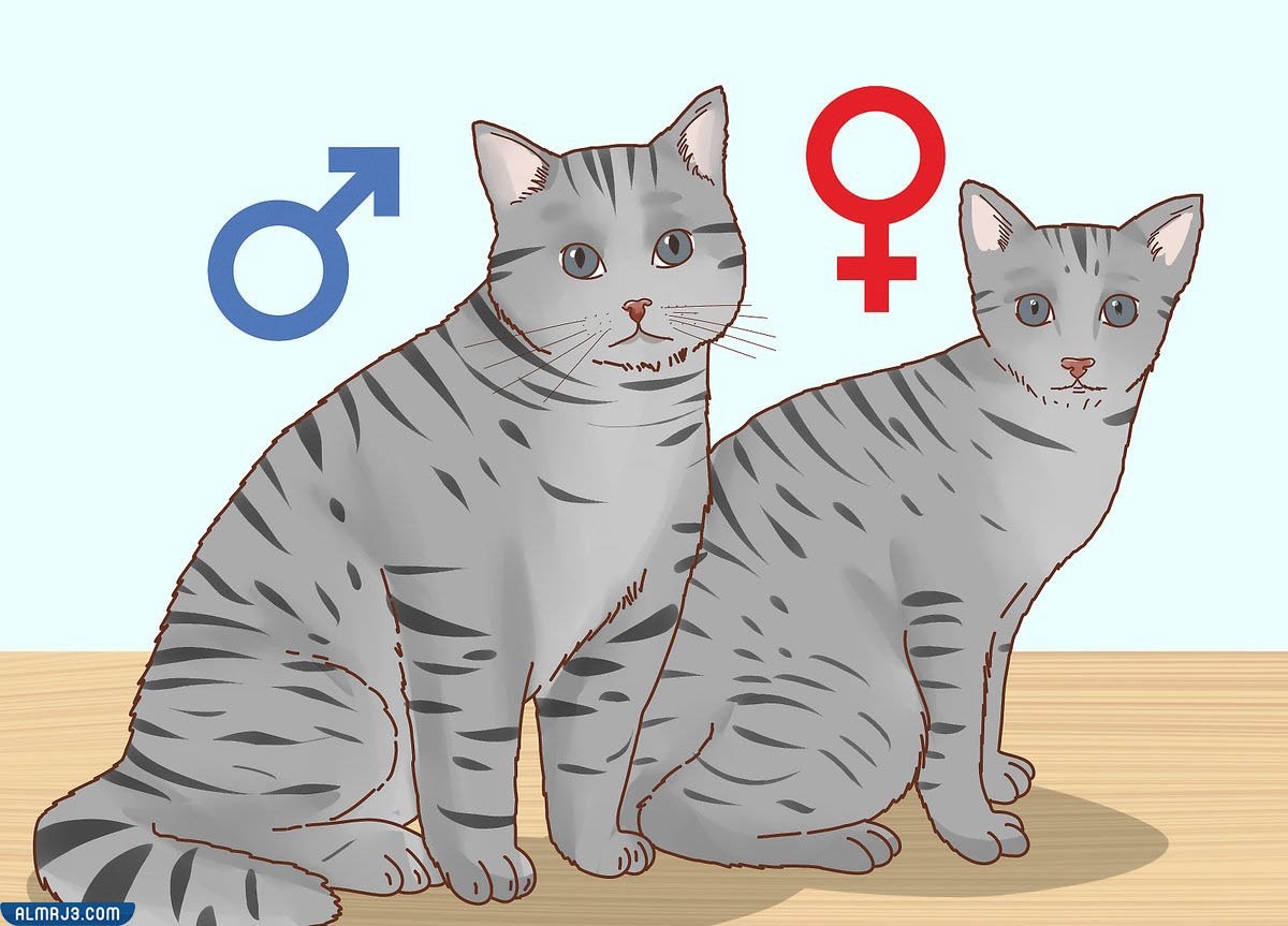 طريقة تحديد النوع الجنسي للقطط من خلال ملامح وجههم