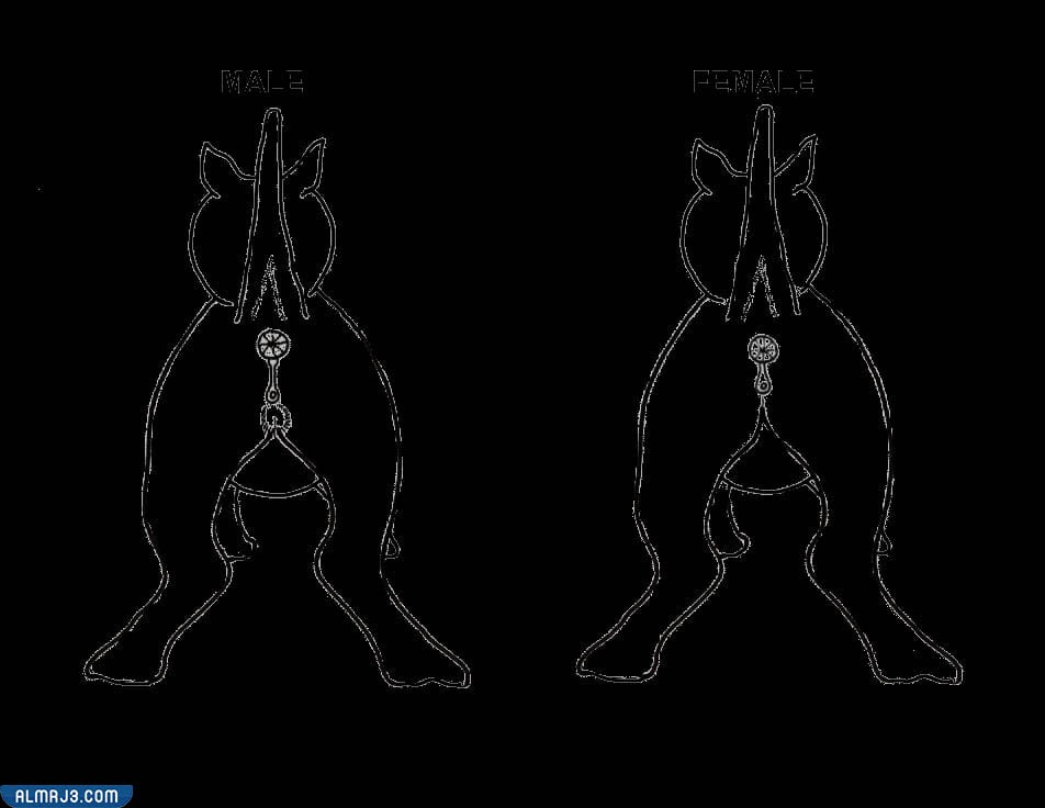 طريقة تحديد النوع الجنسي للقطط من شكل أعضاؤهم التناسلية