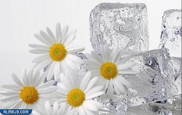 علاج ترهلات وارتخاء جفون العين طبيعيًا