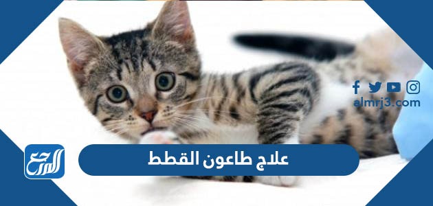 علاج طاعون القطط