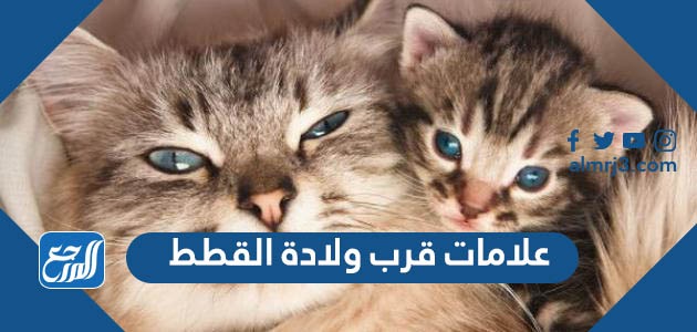 علامات اقتراب ولادة القطط