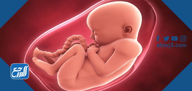 فترة الاباضة