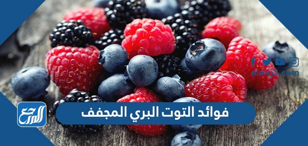 فوائد التوت البري المجفف