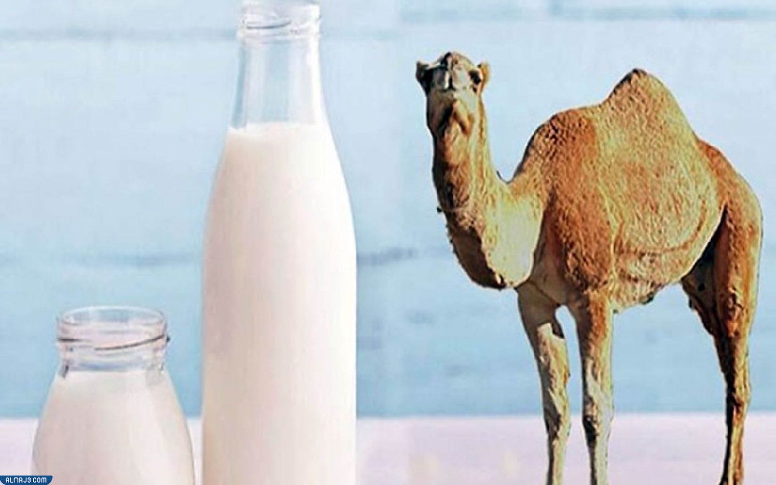 فوائد حليب الإبل وأضراره