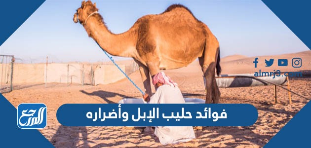فوائد حليب الإبل وأضراره