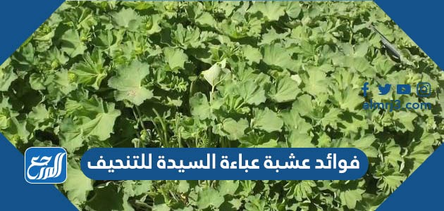 فوائد عشبة عباءة السيدة للتنحيف