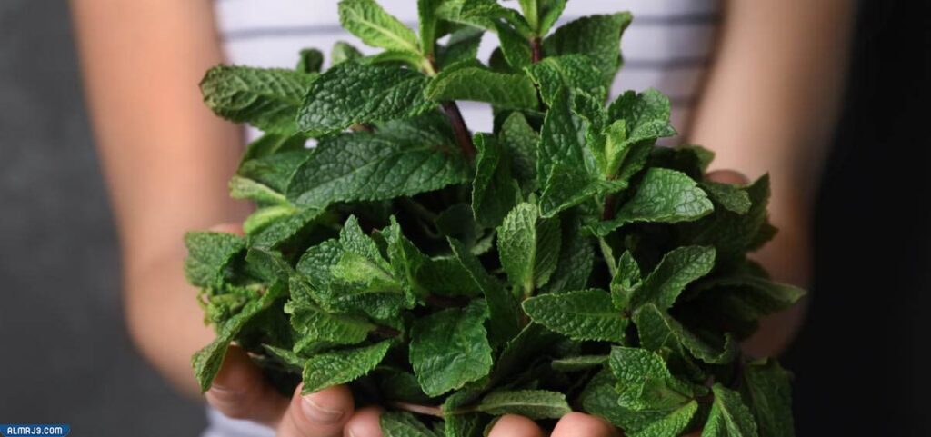 فوائد-ماء-النعناع-للشعر-1.jpg