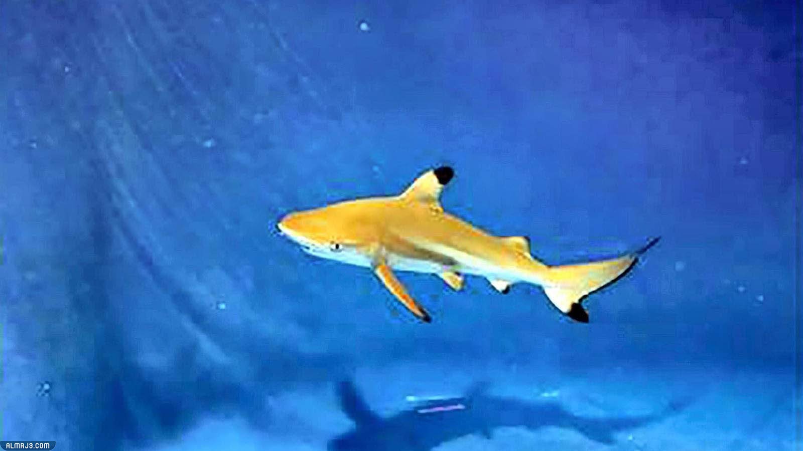 قرش الشعاب المرجانية