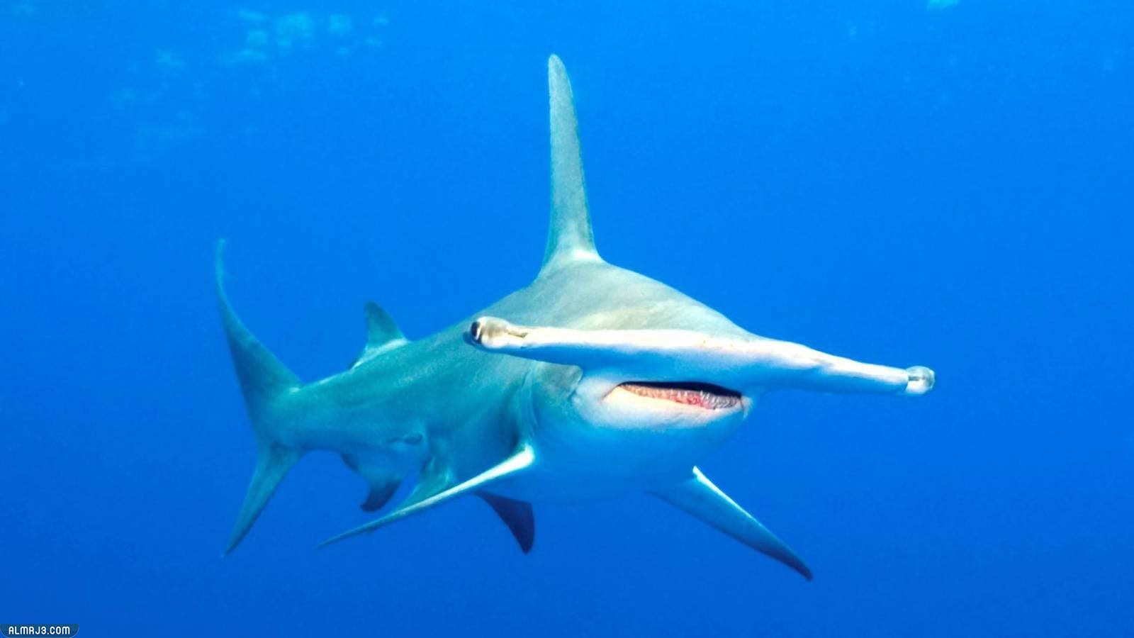 قرش رأس المطرقة