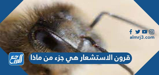 قرون الاستشعار هي جزء من ماذا