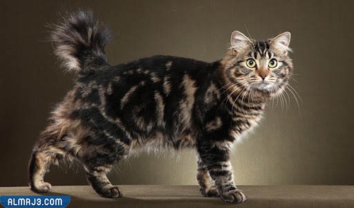 قط البوبتيل الأمريكي