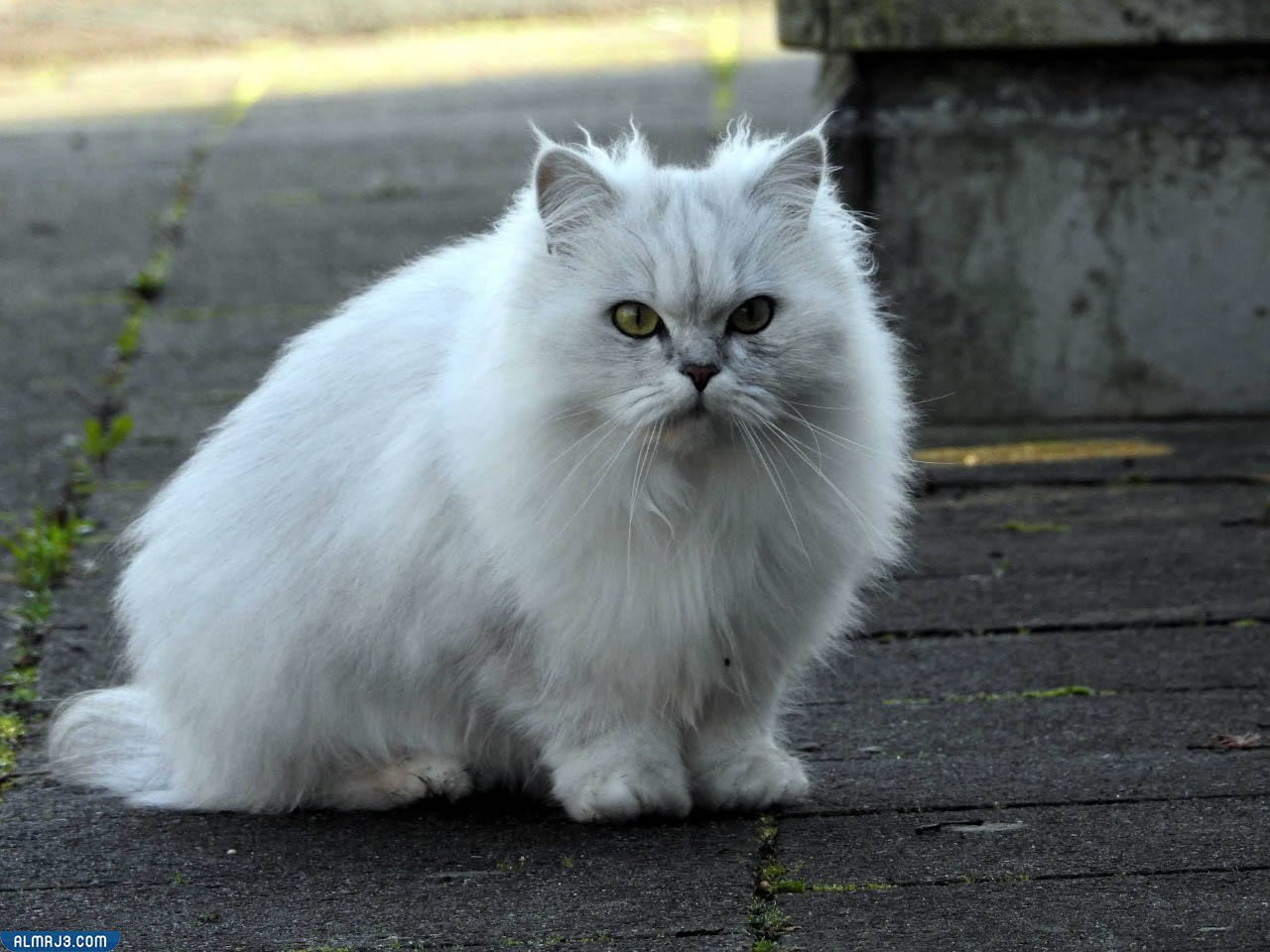 قط الشيرازي الشانشيلا