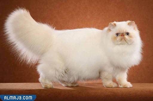 قط الهيمالايا