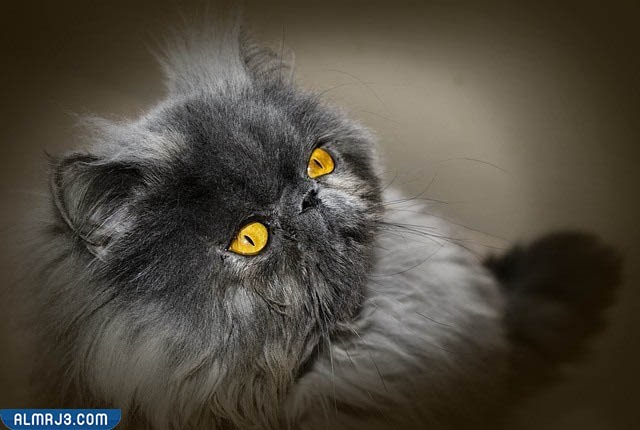 قط بيكي فيس