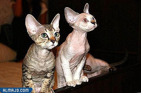 قط ديفون ريكس