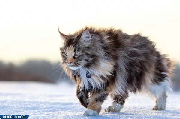 قط ماين كون