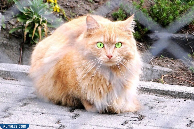 قط وجه الدمية