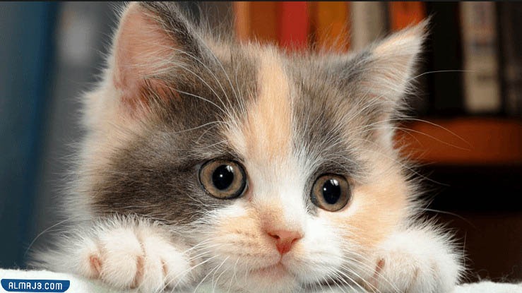 كيف اتكلم مع القطط