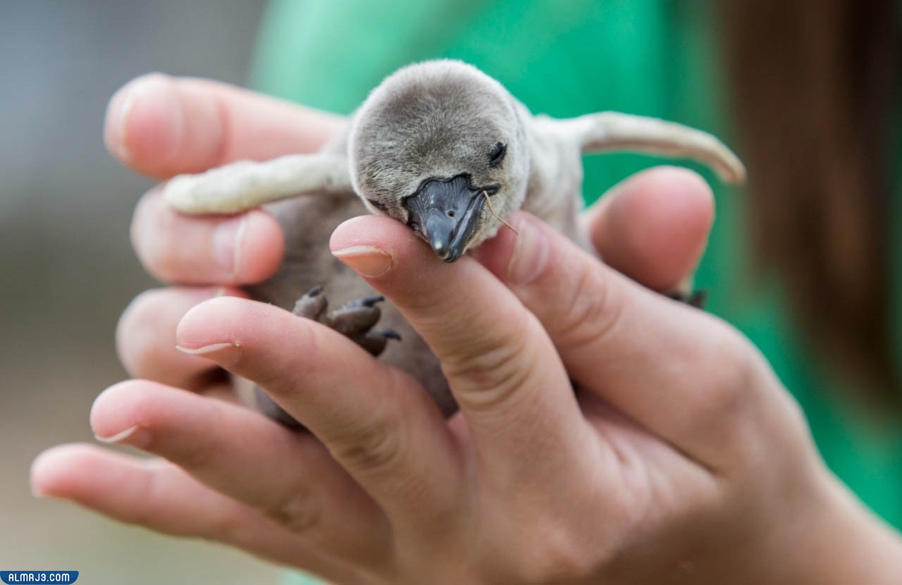 كم بيضة يضع طائر البطريق؟