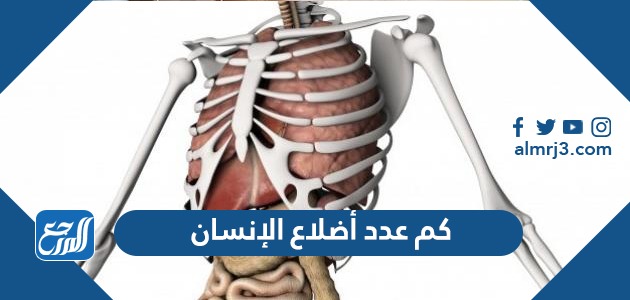 كم عدد أضلاع الإنسان