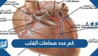 كم عدد صمامات القلب