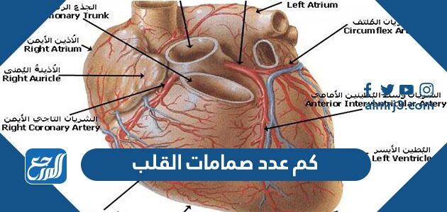 كم عدد صمامات القلب