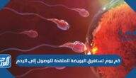 كم يوم تستغرق البويضة الملقحة للوصول إلى الرحم