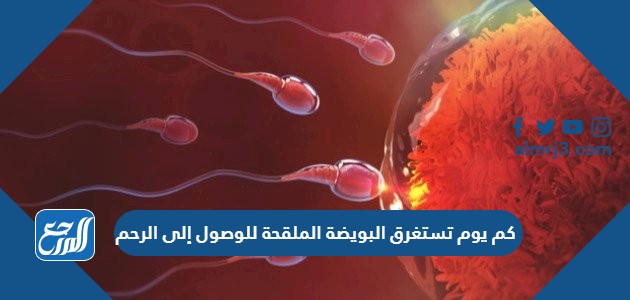 كم يوم تستغرق البويضة الملقحة للوصول إلى الرحم