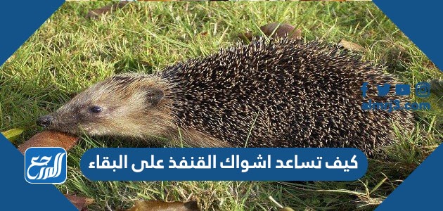 كيف تساعد اشواك القنفذ على البقاء