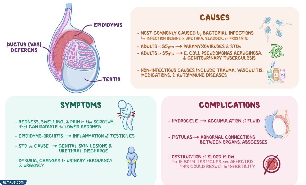كيف يتم علاج التهاب البربخ؟