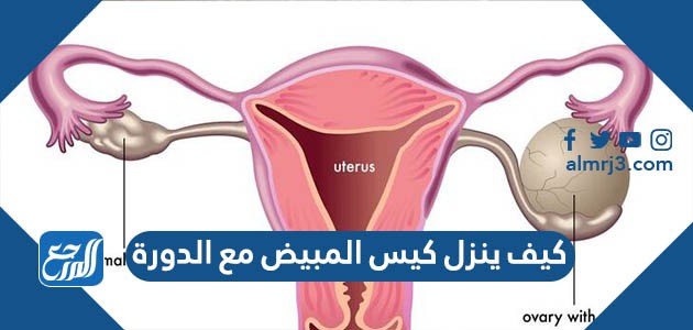 كيف ينزل كيس المبيض مع الدورة