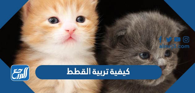 كيفية تربية القطط