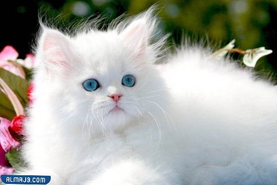 كيفية تربية القطط