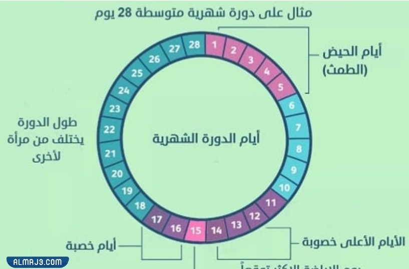 كيفية حساب فترة الخصوبة