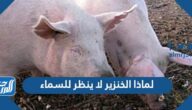 لماذا الخنزير لا ينظر للسماء