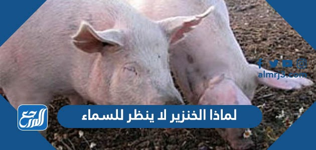 لماذا الخنزير لا ينظر للسماء