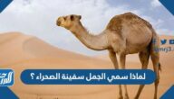 لماذا سمي الجمل سفينة الصحراء