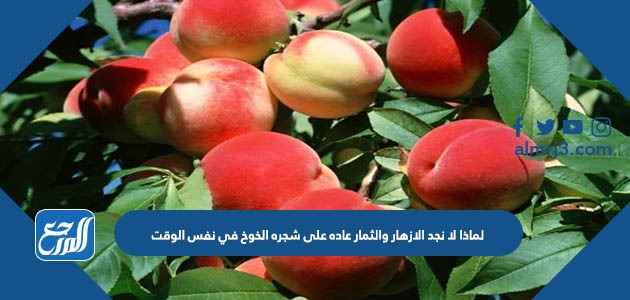 لماذا لا نجد الازهار والثمار عاده على شجره الخوخ في نفس الوقت