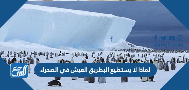 لماذا لا يستطيع البطريق العيش في الصحراء