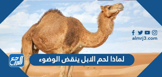 لماذا لحم الابل ينقض الوضوء