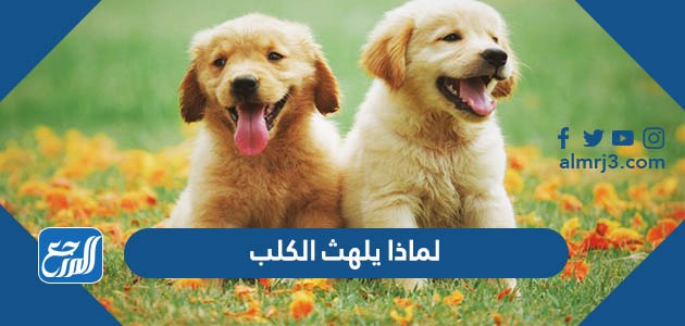لماذا يلهث الكلب