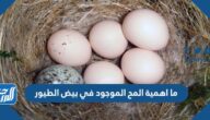 ما أهمية المح الموجود في بيض الطيور