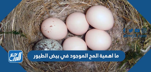 ما أهمية المح الموجود في بيض الطيور