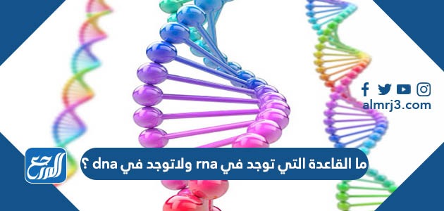 ما القاعدة التي توجد في rna ولاتوجد في dna ؟
